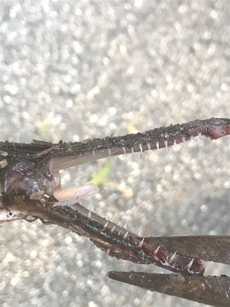 The teeth on this Gar fish! Omg wth FLORIDA- : r/mildlyinteresting