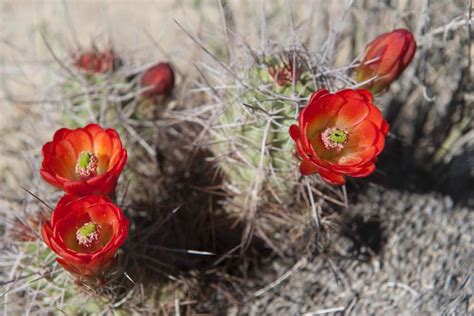 How to Grow and Care for Cactus Plants