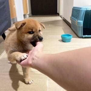 Machos E Femeas Shiba Inu Venda Porto