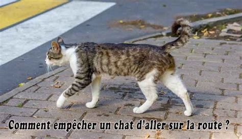 Comment Emp Cher Un Chat D Aller Sur La Route