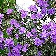 X Rhododendron Ramapo Evergreen Bushy Shrub Hardy Garden Plant In