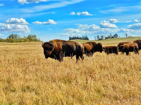 Heritage Bison From our Midwest family ranch for the health of yours ...