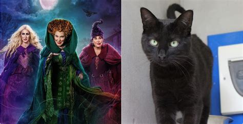 Hopes Cats Named After Hocus Pocus Characters Will Cast A Spell To Find New Owners North Wales