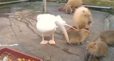 Pelican With Eyes Bigger Than Its Stomach Tries And Fails To Eat A