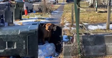 Chien Abandonn D Couvre Enfin Le Bonheur Dans Un Foyer Chaleureux