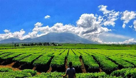 Teh Terbaik Dunia Ada Di Jambi