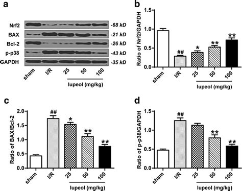 Lupeol Promoted Nrf2 Proteins Expressions And Inhibited Bax Bcl 2 And