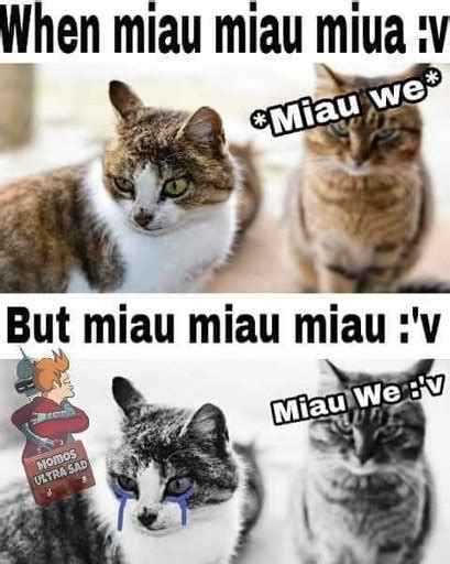 Miau V Momazos Amino