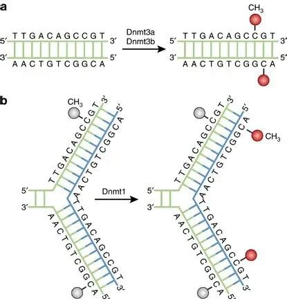 What is DNA Methylation? - Pathosomes