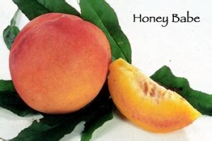 Honey Babe Miniature Peach Tree Bob Wells Nursery U S Shipping