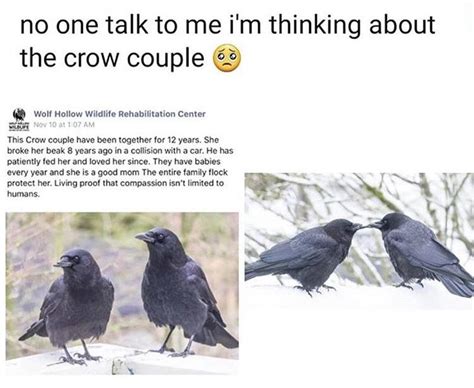 Crows are so wholesome. | /r/wholesomememes | Wholesome Memes | Know ...