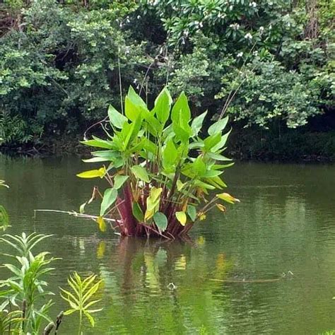 How To Plant And Grow Hardy Canna Thalia Dealbata Pond Informer