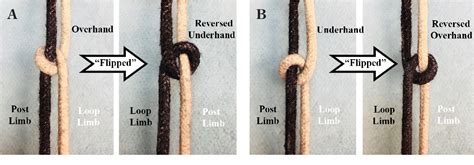 Figure 1 From A Biomechanical Comparison Of Varying Base Knot