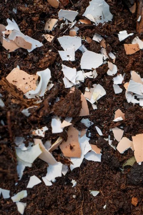 Saving Egg Shells Coffee Grounds And How To Use Them To Power Plants