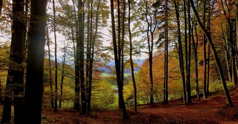 Herbstwald in Göming Schöne Heimat Fotoblog SN at