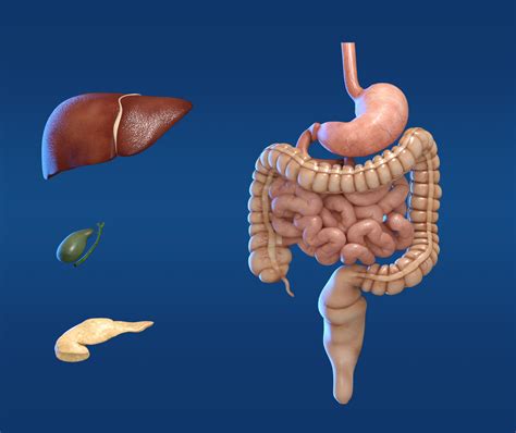 Digestive System Liver Stomach Intestine Gallbladder Esophagus 3D Model