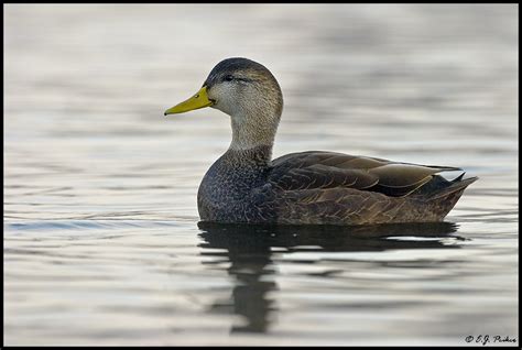 American Black Duck Page