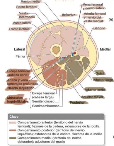 Región posterior del muslo Quizlet