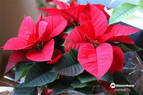 Cuidados De La Poinsettia Planta De Navidad O Flor De Pascua