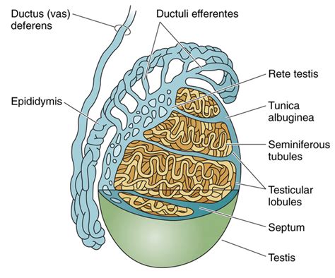 Male Reproductive Histology Notes Medical Histology Jacobs School