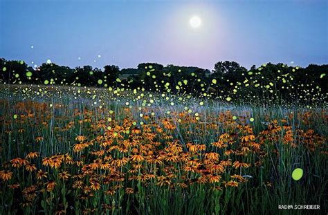 How to Attract and Build a Firefly-Friendly Habitat | Multiple exposure ...