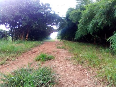 Bamboo Plantation Apc Dec Africa Plantation Capital Flickr