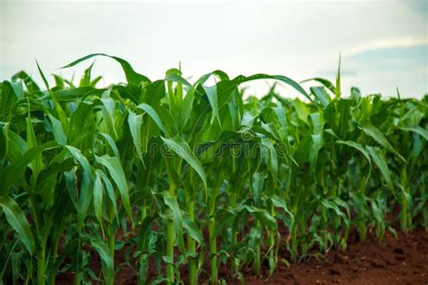 Corn Plantation Crop Cultive Stock Photo Image Of Background Harvest