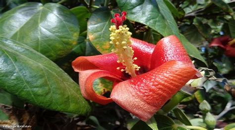 Flor de majagua, remedio para afecciones respiratorias