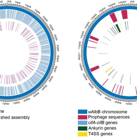 Orthology Analysis Of Proteins From All Complete Wolbachia Genomes Download Scientific Diagram