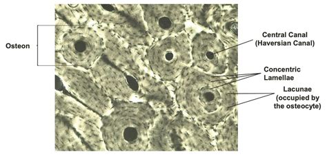 compact bone (osteon) diagram Diagram | Quizlet