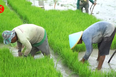 Pemkab Bone Bolango Gorontalo Dorong Panen Padi Kali Setahun Antara