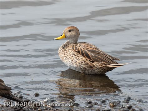 Yellow-billed Pintail - TREMARCTOS