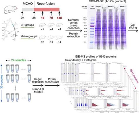 1DE MS Profiling For Proteoform Correlated Proteomic Analysis By