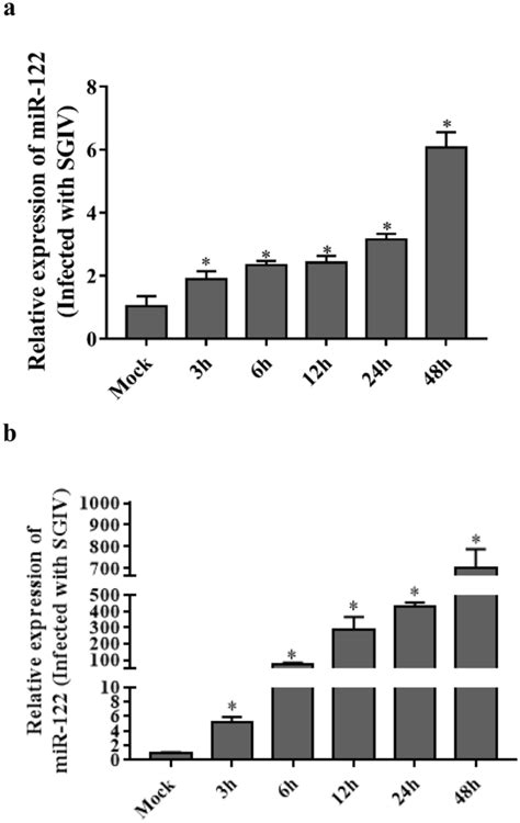 Sgiv Infection Induced Mir 122 Expression In Gs Cells Gs Cells In