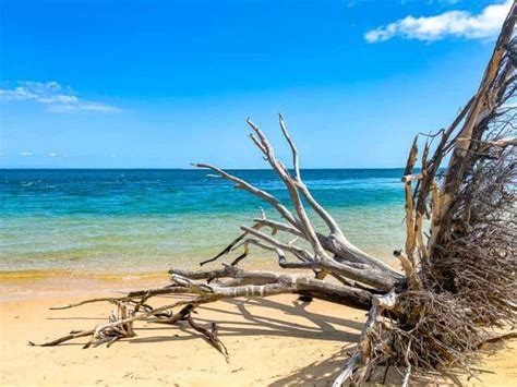 Camping At Amity Point Stradbroke Island