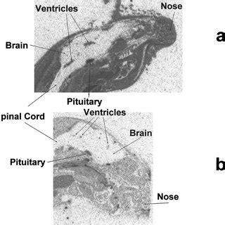 Representative Whole Body Autoradiograph Of Male Rats Dosed With 14