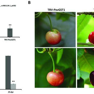 Expression Patterns Of Pavgst Genes In Developing Fruits Of Sweet