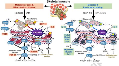 Figure From Regulation Of Myokine Expression Role Of Exercise And