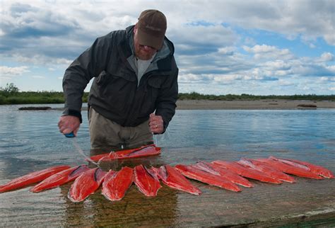 Genetically Modified Salmon Are Bad | Tell The FDA