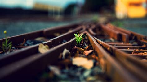 Wallpaper Leaves Depth Of Field Reflection Plants Vehicle Green