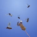 Black Ants flying from plantain photo WP00139