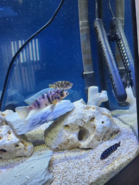 Mbuna Mcat Breeding Ob Females Cichlid Fish Forum