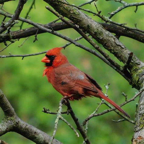 Northern Cardinal In Dayton Ohio Rbirding