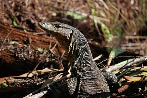 Species Series - Lizards - Borneo Nature Foundation