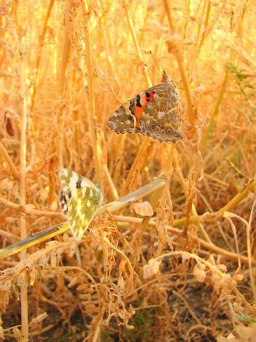 NOTICIAS DE HISTORIA NATURAL LA MARIPOSA DE LOS CARDOS SE DESPLAZA 6