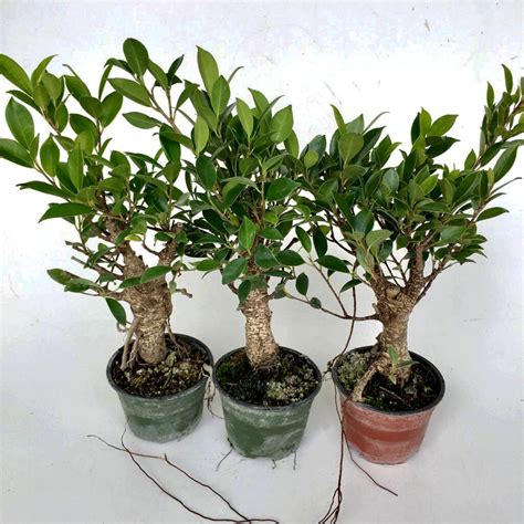 Ficus Tiger Bark Thick Trunk Pre Bonsai Elemental Bonsai Tea