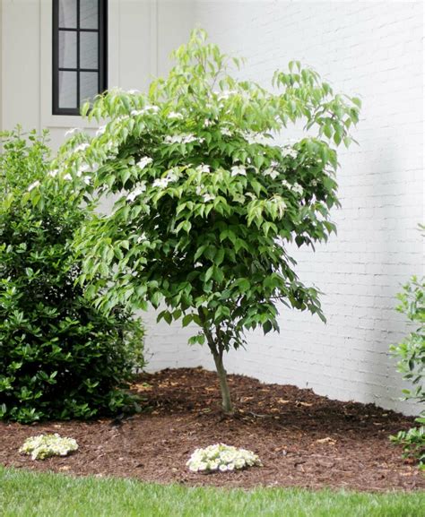 How To Grow And Care For A Dogwood Tree Plank And Pillow