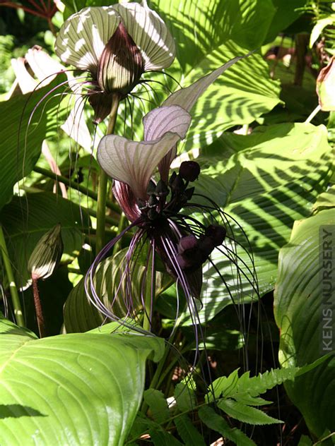 xl Huge White Bat Plant Tacca Integrifolia – Kens-Nursery