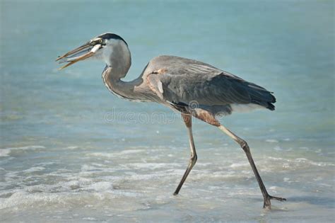 Garza De Gran Azul Con Los Pescados En Una Playa De La Costa Del Golfo