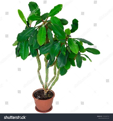 Indoor Plant Euphorbia Leuconeura Isolated On Stock Photo 1723234714